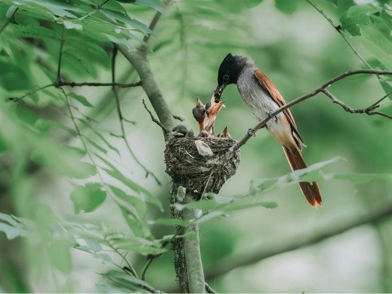 A bird with a black head and orange-brown wings is feeding its chicks in a nest