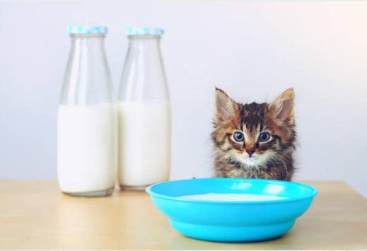 A small kitten sits next to a blue bowl of milk on a table, with two bottles of milk in the background