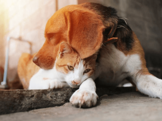 A beagle dog is nuzzling a ginger and white cat that is resting its head on a stone surface