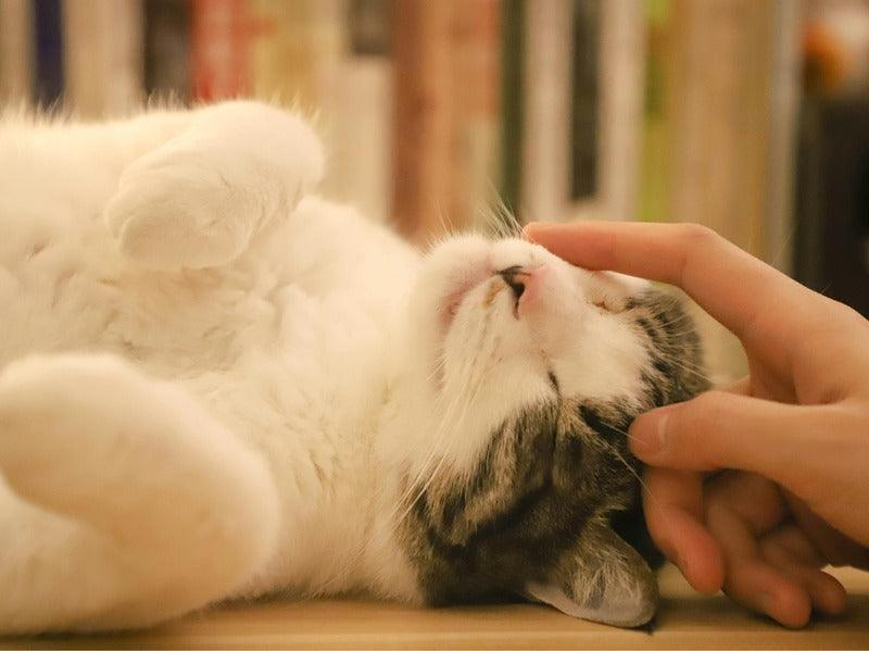 A person is gently petting a white and gray cat that is lying on its back