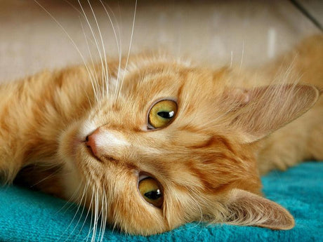  an orange tabby cat lying on its side, gazing intently with bright golden eyes