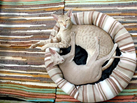 Two sleek cats are snuggled together in a cozy striped bed, resting peacefully on a colorful woven rug