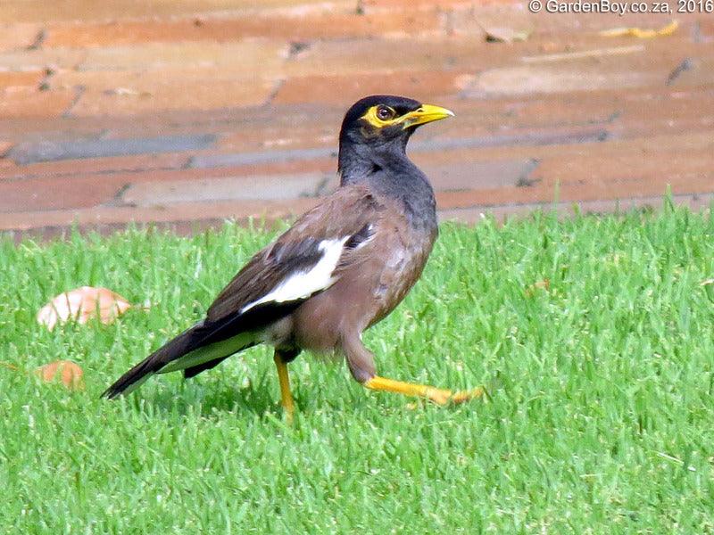 An Indian myna bird with a yellow beak is walking on green grass