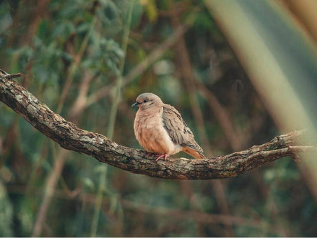 A dove with a soft brown and gray plumage is perched on a tree branch in a forested area