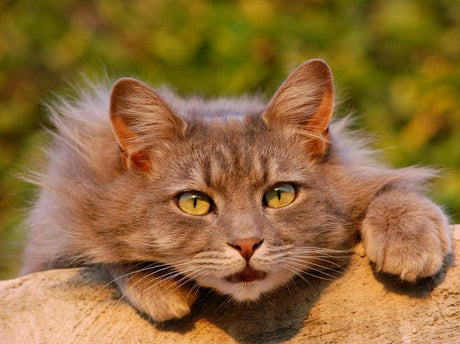 A fluffy gray cat with striking yellow eyes peers over the edge of a stone surface