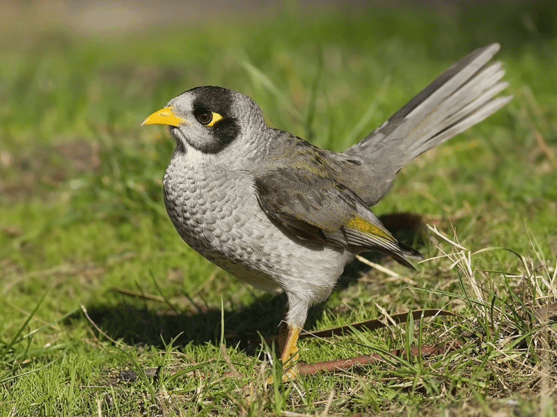 A noisy miner bird with a yellow beak is standing on green grass