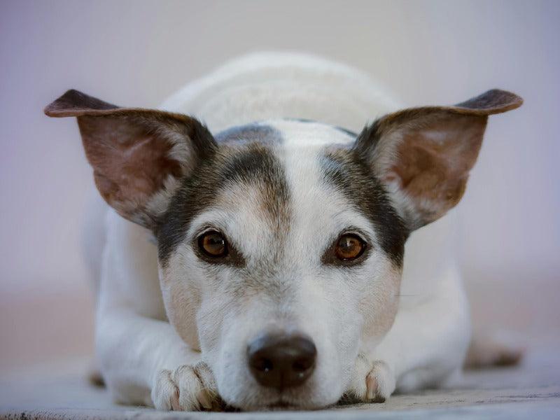 A white dog with brown and black markings is lying down