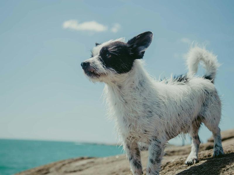 A small, white and black dog stands on a rock by the sea, looking into the distance.