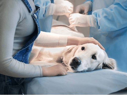 A person is comforting a Golden Retriever while medical staff attends to it on an examination table