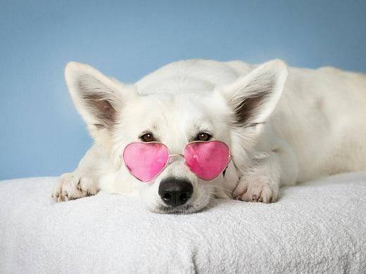 A white dog is lying down wearing pink heart-shaped sunglasses