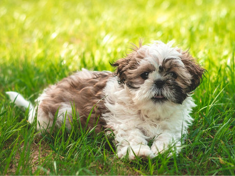  A puppy with white and brown fur is lying on the grass