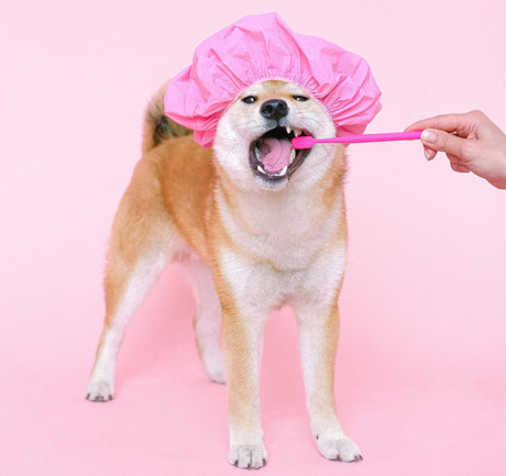  a Shiba Inu getting its teeth cleaned with a pink toothbrush