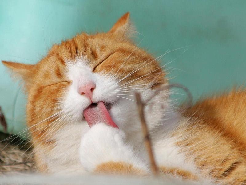 An orange and white cat is licking its paws