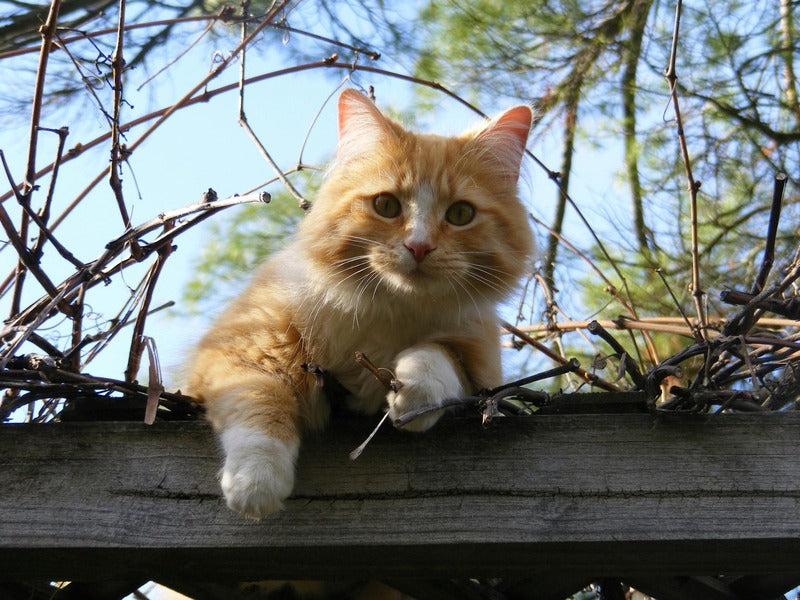 Can Cats Eat Almonds?