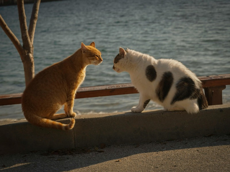  Two cats facing each other by the waterfront in a sunny setting