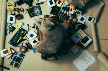 A gray cat lounges on a chair