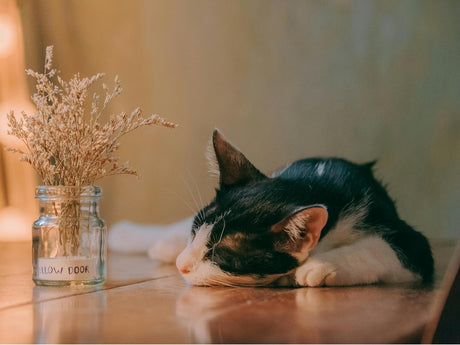  A black and white cat sleeps peacefully next to a small jar of dried flowers