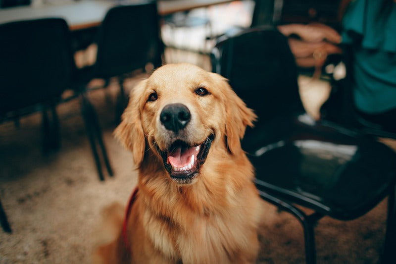 Can Dogs Eat Blueberries?