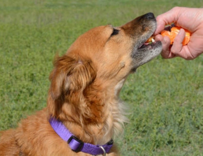 a brown dog being fed a piece of mandarin 