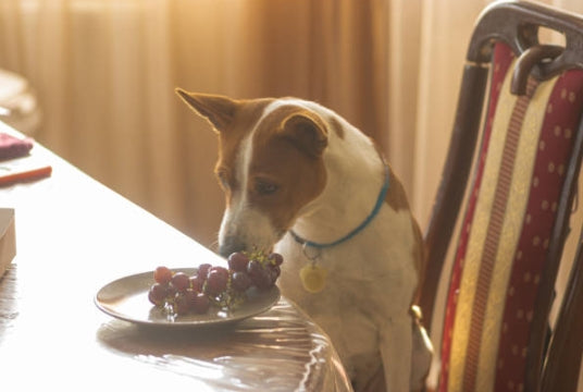 Can Dogs Eat Grapes?