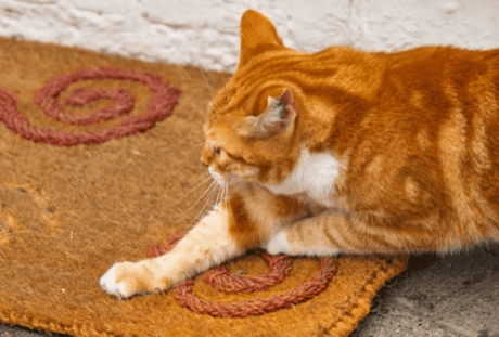 An orange and white cat is scratching a brown carpet