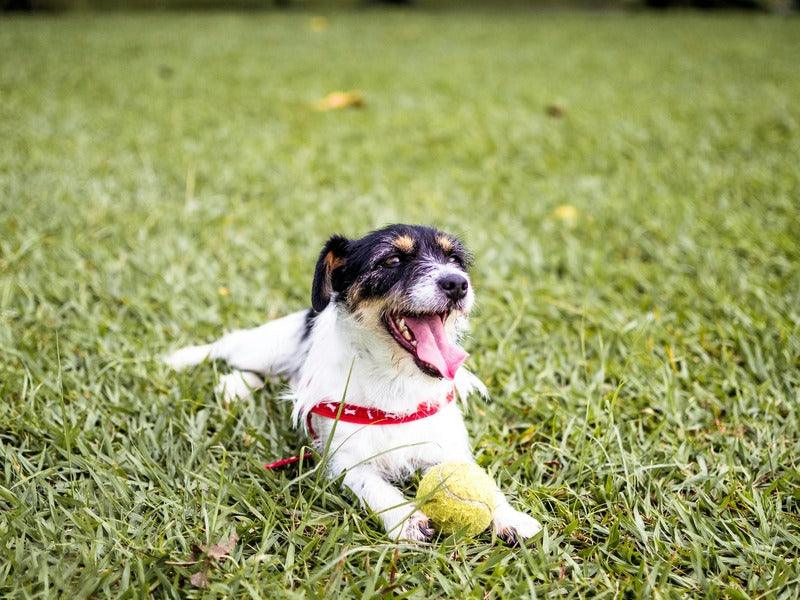 A small dog with a red collar is lying on the grass