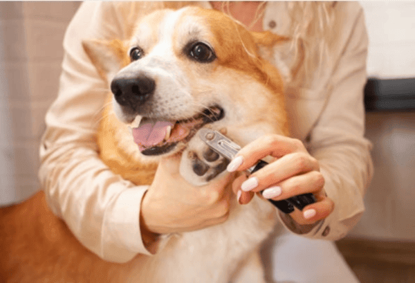 A person is trimming the nails of a happy-looking dog using a nail clipper