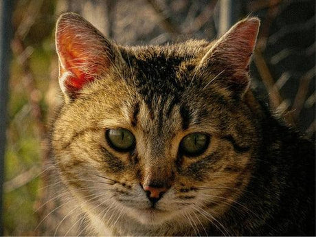 A tabby cat with green eyes and a striped coat