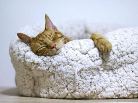 An orange cat is sleeping soundly in a fluffy white bed