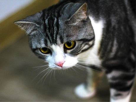 A gray and white tabby cat with striking yellow eyes