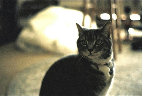 A gray tabby cat with a white chest