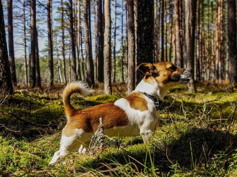 A dog with a collar stands alert in a sunny forest