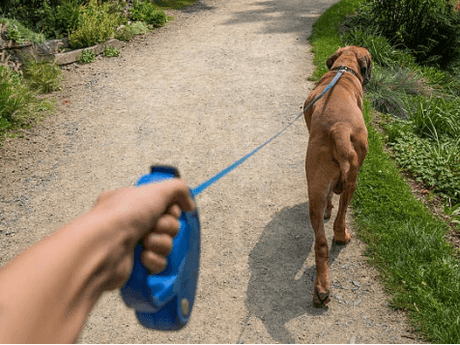 A person is holding a blue retractable leash while walking a large brown dog on a gravel path