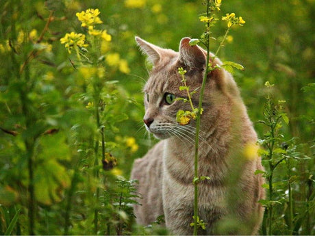 A cat with a light brown coat is sitting amidst tall green plants with yellow flowers