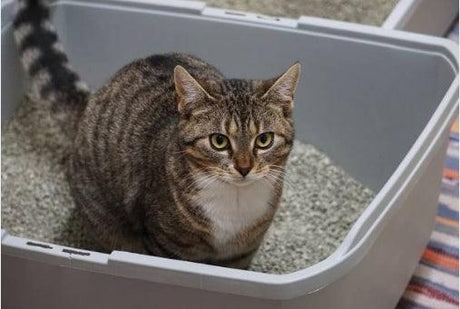 A tabby cat with a white chest is sitting inside a litter box filled with gray litter