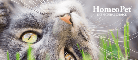 The Importance of Pet Supplements for Feline Health - HomeoPet