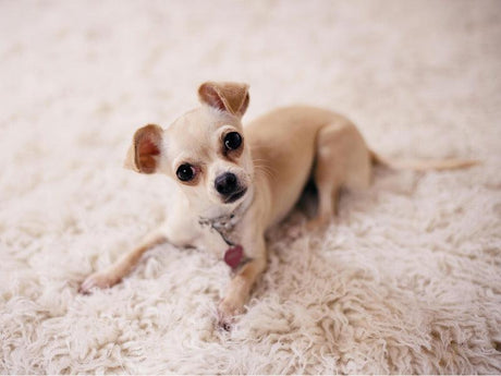 A small, light brown Chihuahua with big eyes is lying on a fluffy white carpet