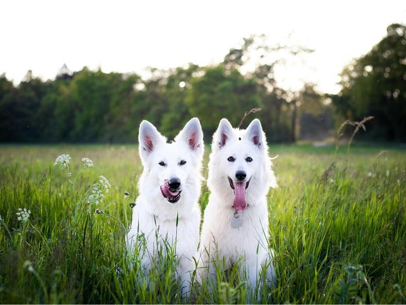 Two white dogs are sitting side by side in a lush green field, both panting with their tongues out