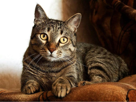 a tabby cat with striking yellow eyes, lounging comfortably on a couch