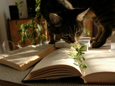 a tabby cat sniffing a flower placed on an open book, with glasses and other books nearby, all bathed in warm sunlight