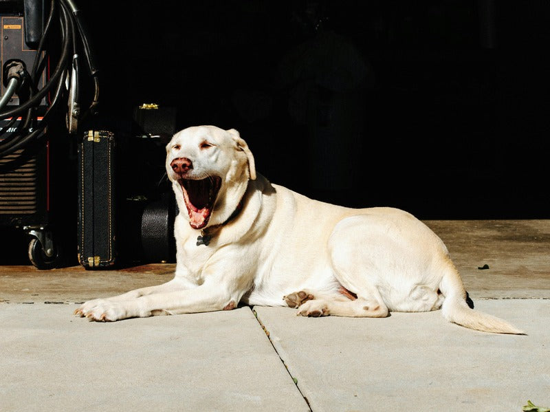 a yellow Labrador lying on the ground, yawning in the sunlight