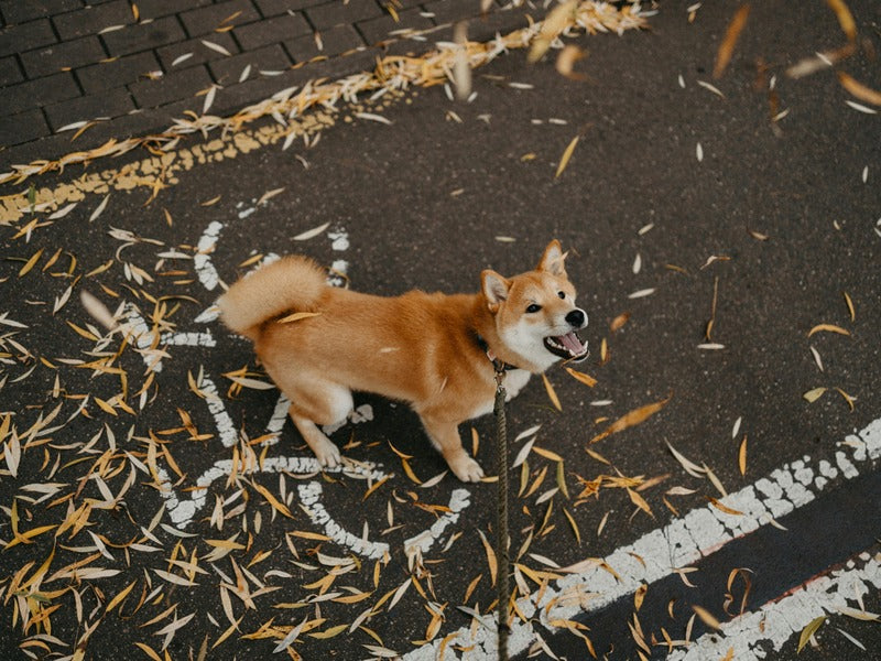 a Shiba Inu on a leash standing on a street covered with fallen leaves