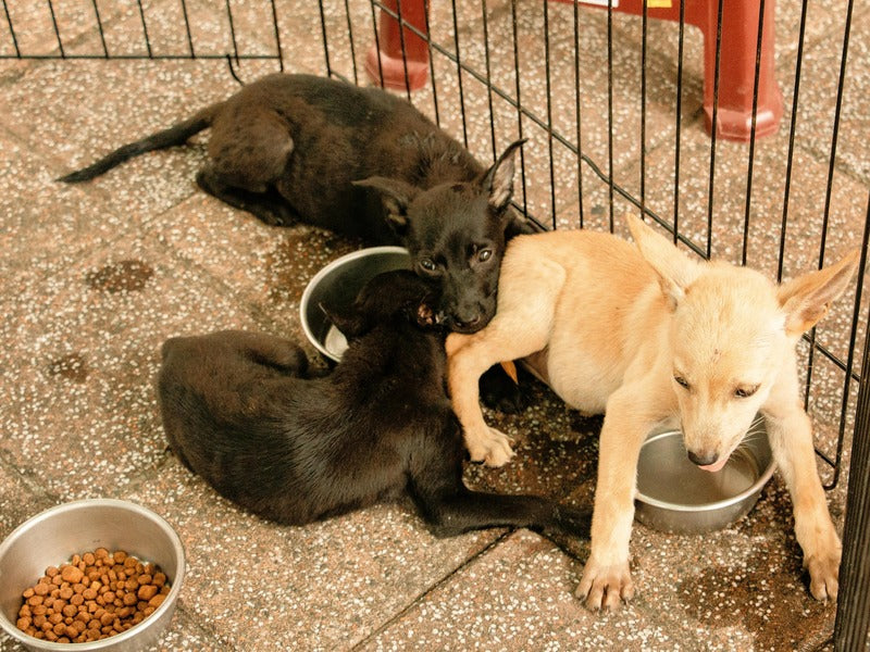 Three puppies are resting near their food and water bowls inside a pen