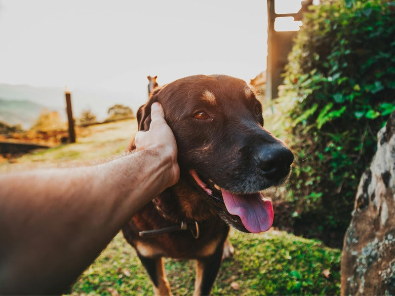 a dog with its tongue out, happily being petted by a person's hand