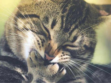 A tabby cat is grooming itself by licking its paw