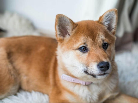 A red Shiba Inu with a pink collar is lying down