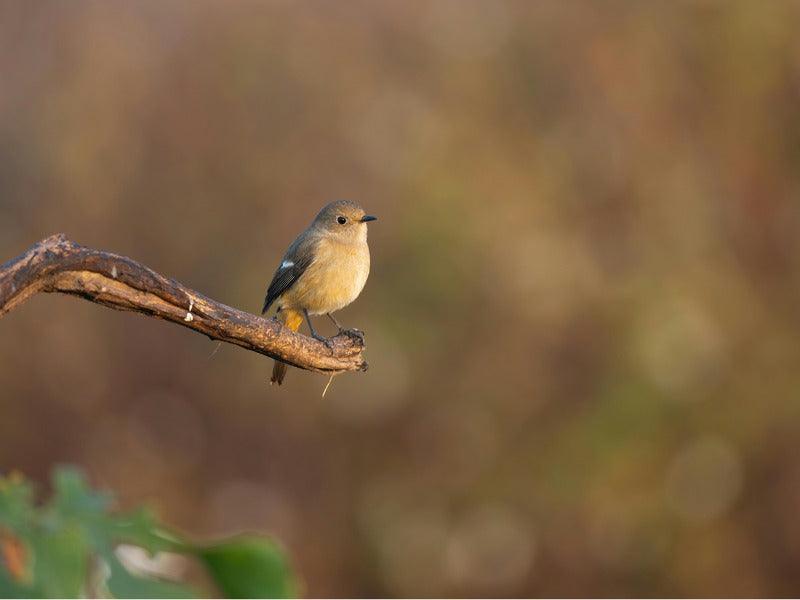 A small bird with a pale breast and darker wings perches on a thin branch against a soft, blurred background