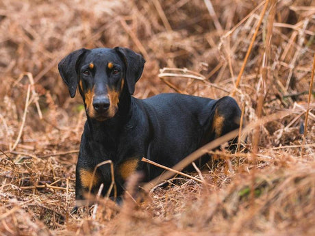 A black and tan dog is lying down in a field of dry grass