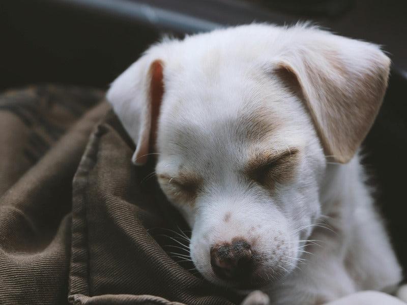 A small white puppy with light brown spots is sleeping peacefully on a brown fabric