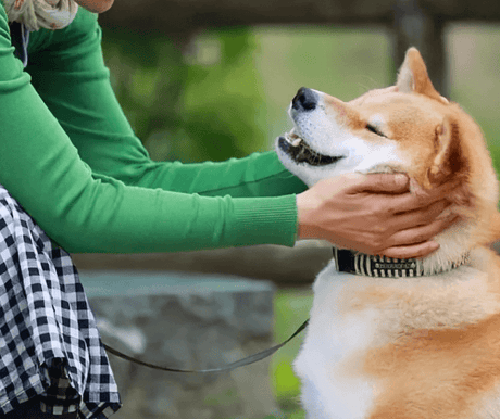 How To Stop Your Dog Barking Too Much